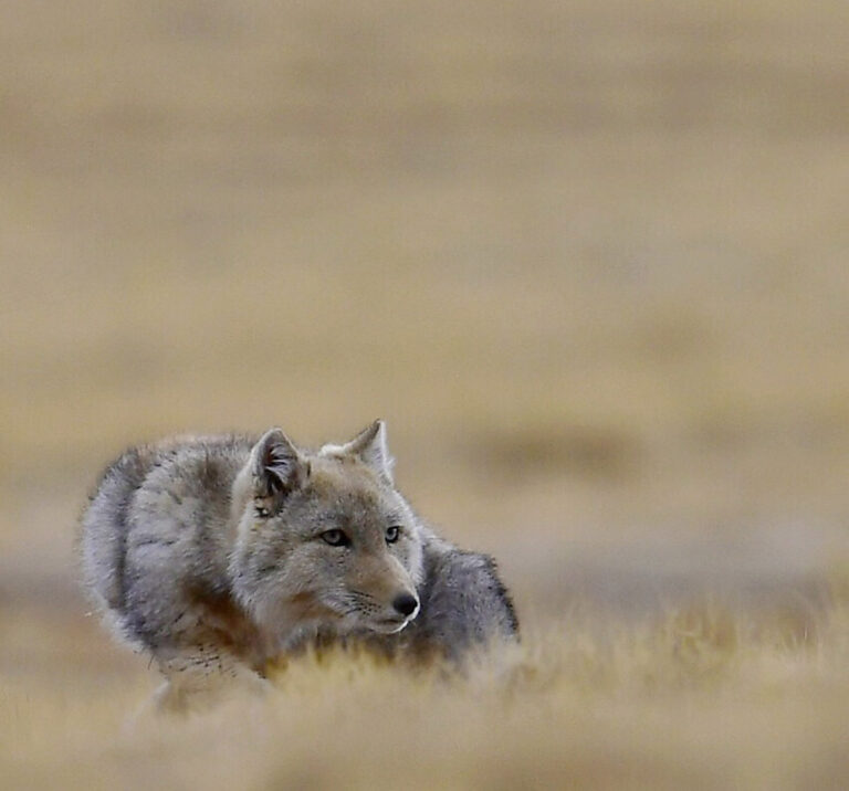 Zhao Yilin - Wild-animal-life-photo-4